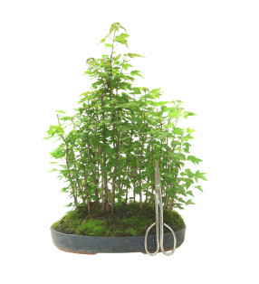 ACER BUERGERIANUM IB103