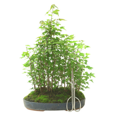 ACER BUERGERIANUM IB103