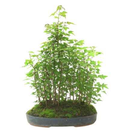 ACER BUERGERIANUM IB103