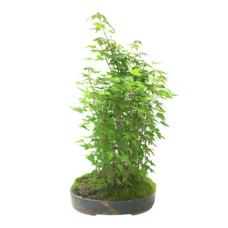 ACER BUERGERIANUM IB103