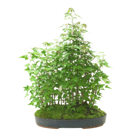 ACER BUERGERIANUM IB103