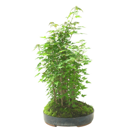 ACER BUERGERIANUM IB103