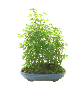 ACER BUERGERIANUM IB102