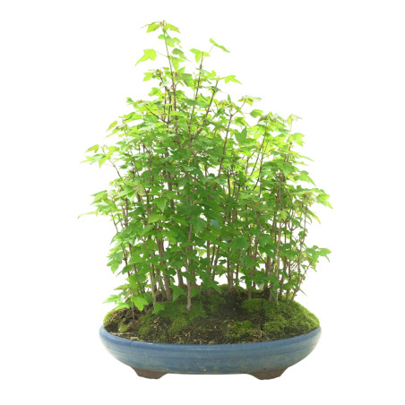 ACER BUERGERIANUM IB102