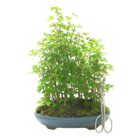 ACER BUERGERIANUM IB102