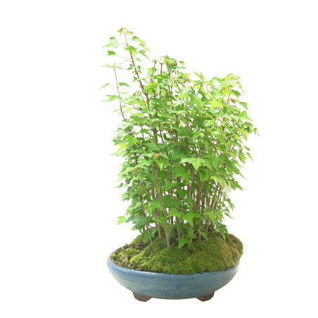 ACER BUERGERIANUM IB102