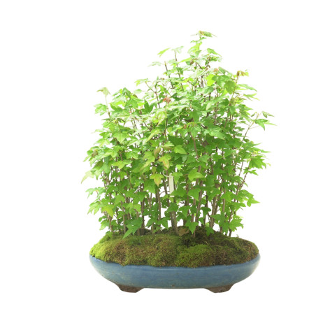 ACER BUERGERIANUM IB102