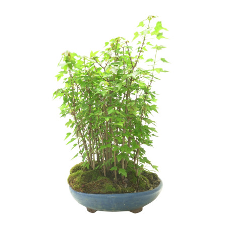 ACER BUERGERIANUM IB102