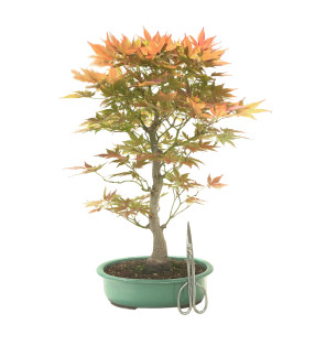 ACER PALMATUM IB145