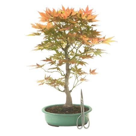 ACER PALMATUM IB145