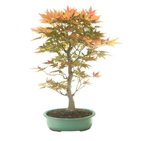 ACER PALMATUM IB145