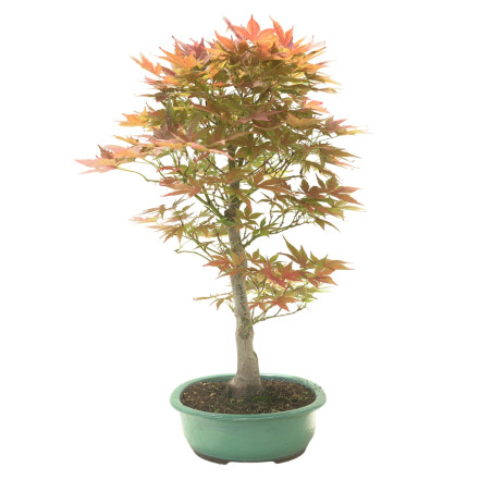 ACER PALMATUM IB145