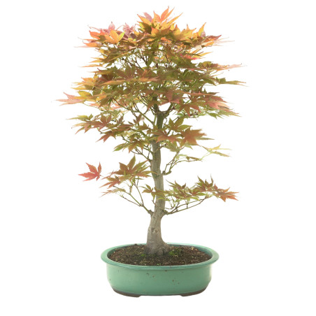 ACER PALMATUM IB145
