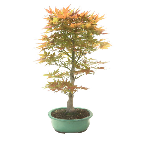 ACER PALMATUM IB145