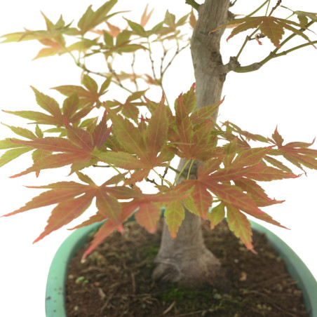 ACER PALMATUM IB145