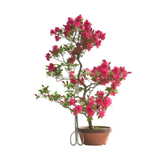 AZALEA BENITSUBAKI IB276