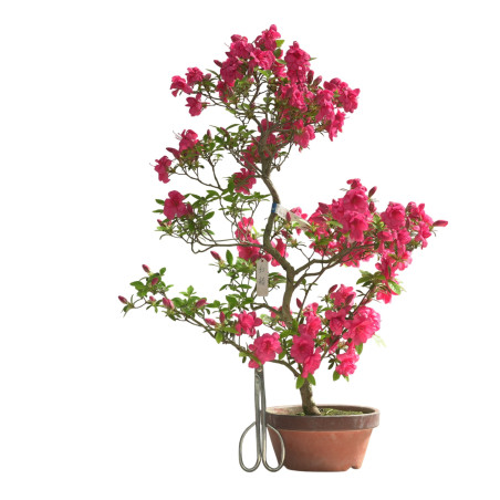 AZALEA BENITSUBAKI IB276