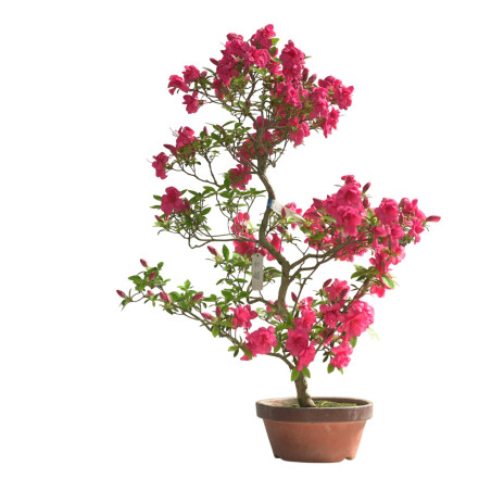 AZALEA BENITSUBAKI IB276