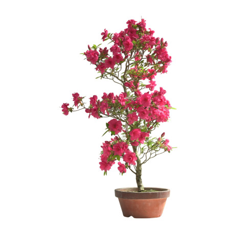 AZALEA BENITSUBAKI IB276