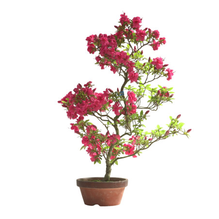 AZALEA BENITSUBAKI IB276