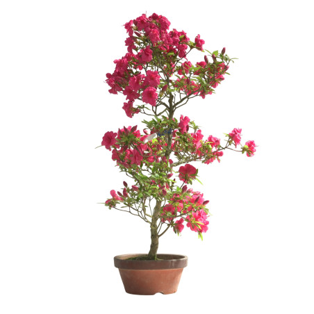 AZALEA BENITSUBAKI IB276