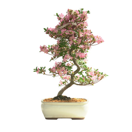 AZALEA KAKUO IB335