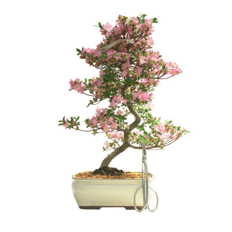 AZALEA KAKUO IB335