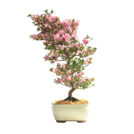 AZALEA KAKUO IB335