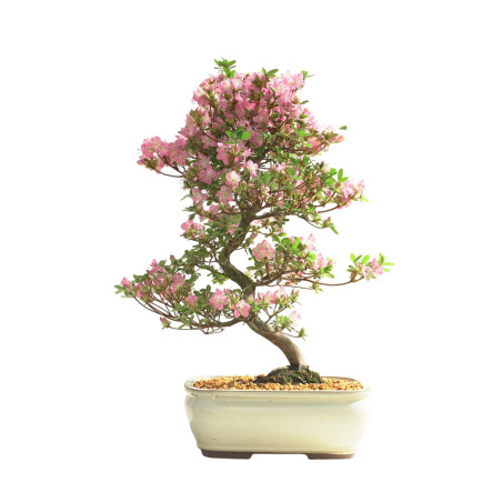 AZALEA KAKUO IB335