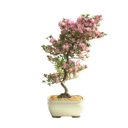 AZALEA KAKUO IB335