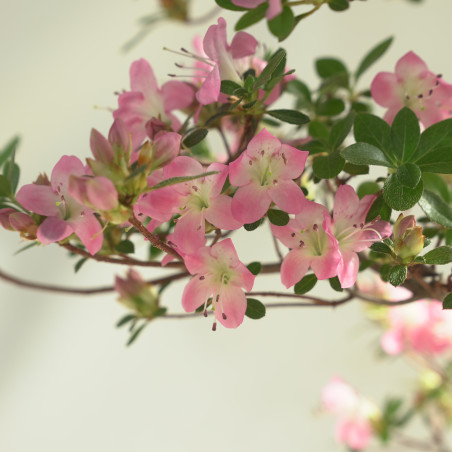 AZALEA KAKUO IB335