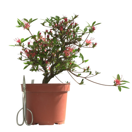 AZALEA CHOJUHO IB331