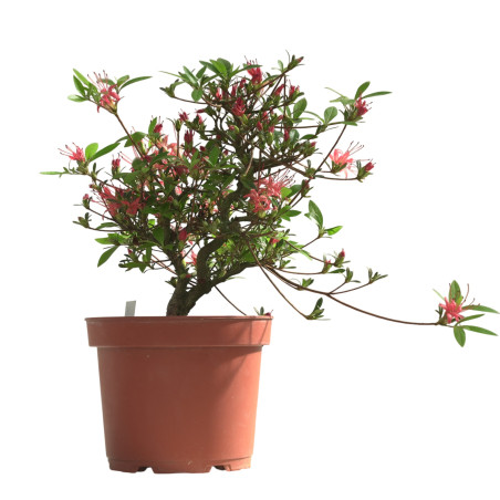 AZALEA CHOJUHO IB331