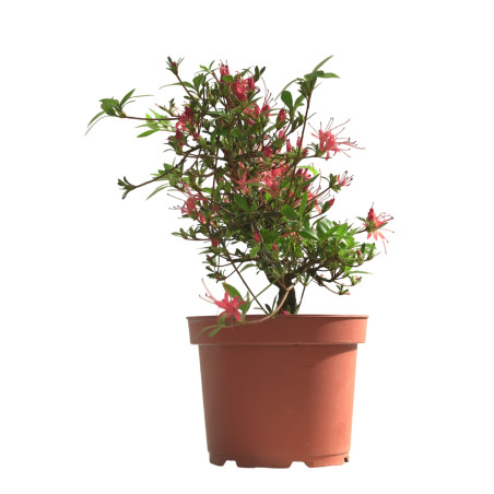 AZALEA CHOJUHO IB331