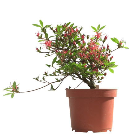 AZALEA CHOJUHO IB331