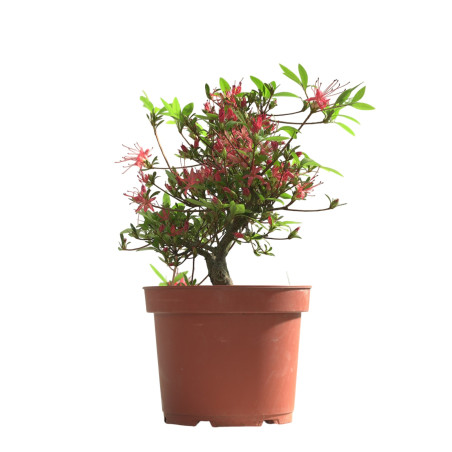 AZALEA CHOJUHO IB331