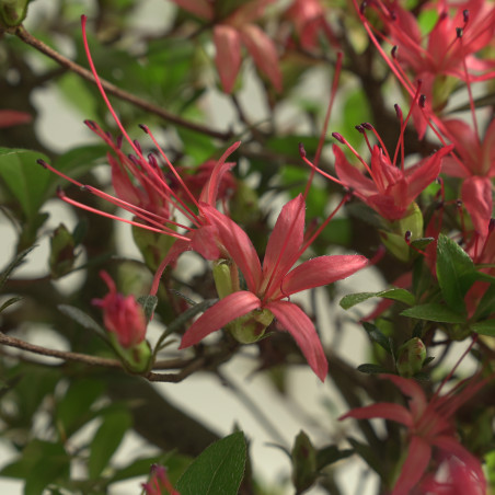 AZALEA CHOJUHO IB331