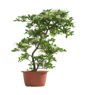 AZALEA SENBAZURU IB251