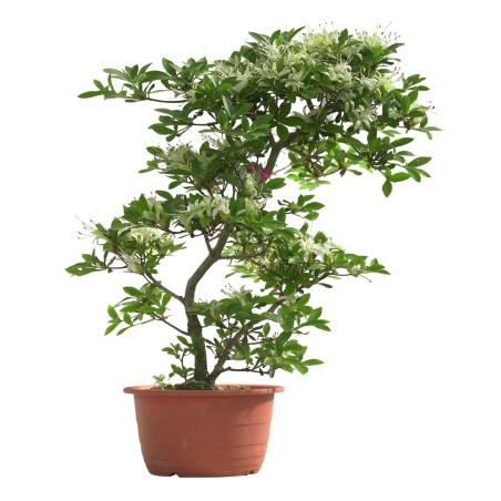 AZALEA SENBAZURU IB251