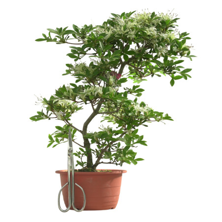 AZALEA SENBAZURU IB251