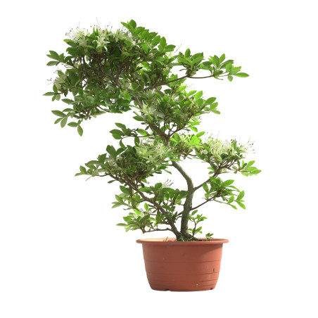 AZALEA SENBAZURU IB251