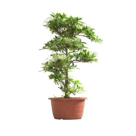 AZALEA SENBAZURU IB251