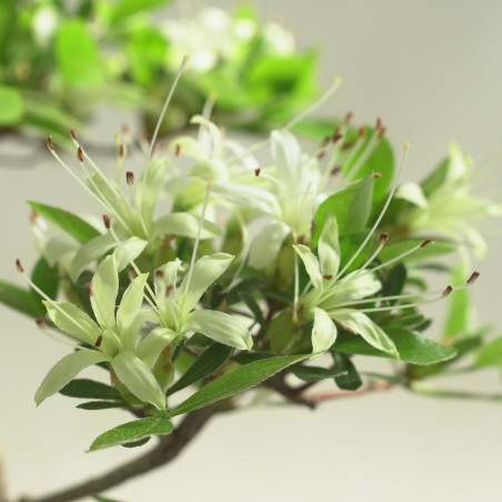 AZALEA SENBAZURU IB251