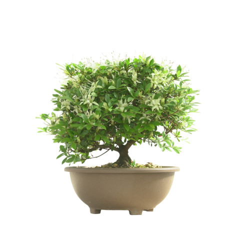 AZALEA SENBAZURU IB250
