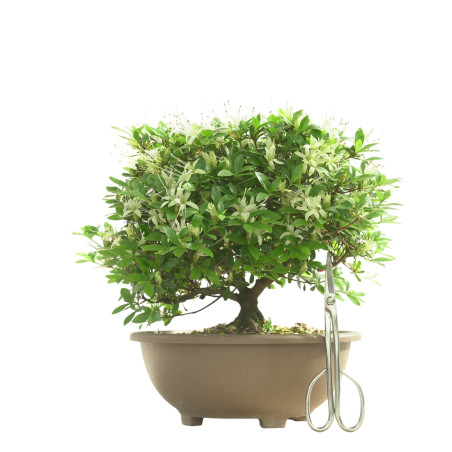 AZALEA SENBAZURU IB250