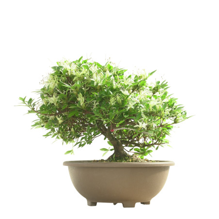 AZALEA SENBAZURU IB250