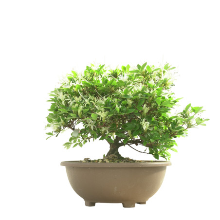 AZALEA SENBAZURU IB250