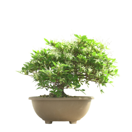 AZALEA SENBAZURU IB250