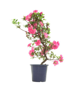 AZALEA KINUBOTAN IB324A