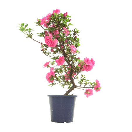 AZALEA KINUBOTAN IB324A